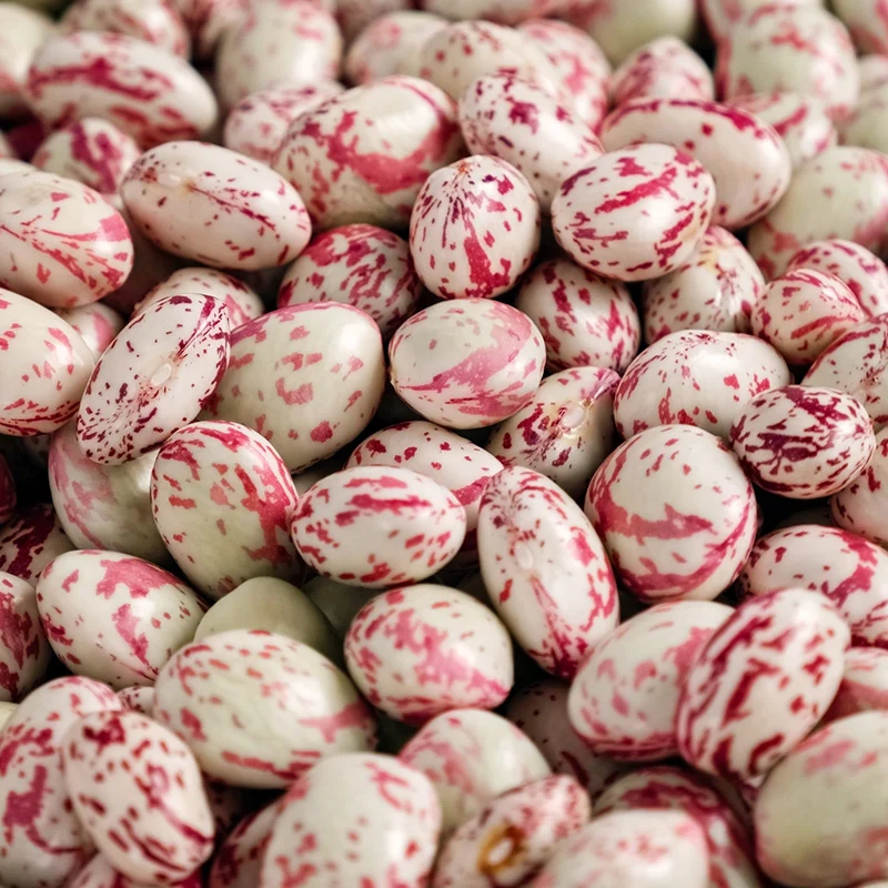 Stangenbohne - Speckled Cranberry