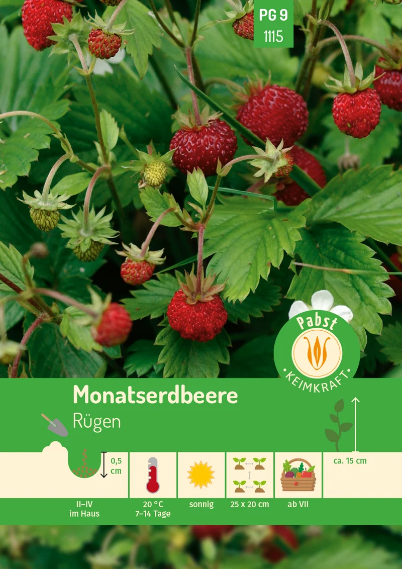 Monatserdbeere Rügen Saatgut