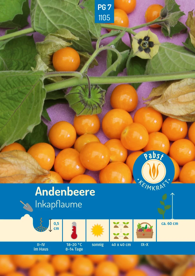 Andenbeere Inkapflaume Saatgut