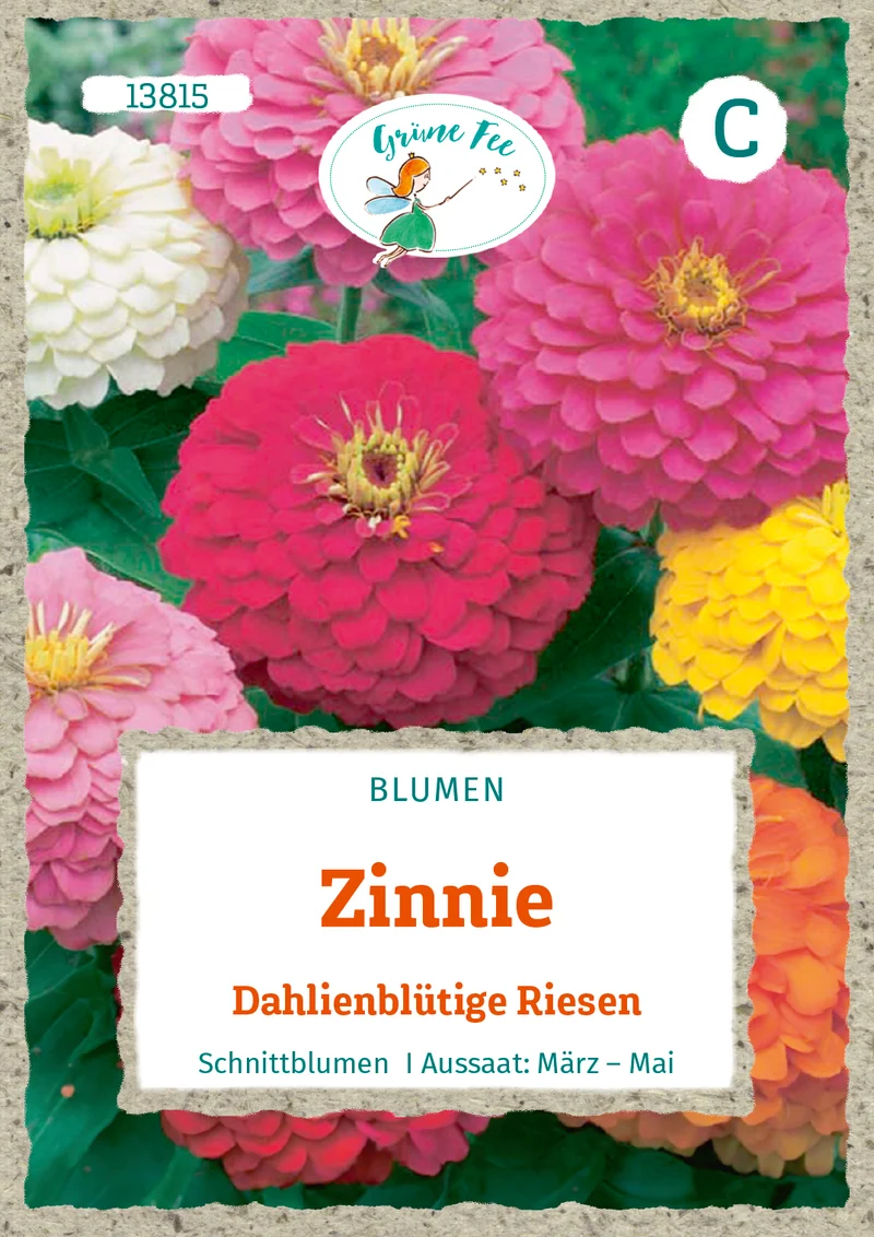 Zinnie Dahlienblütige Riesen Saatgut