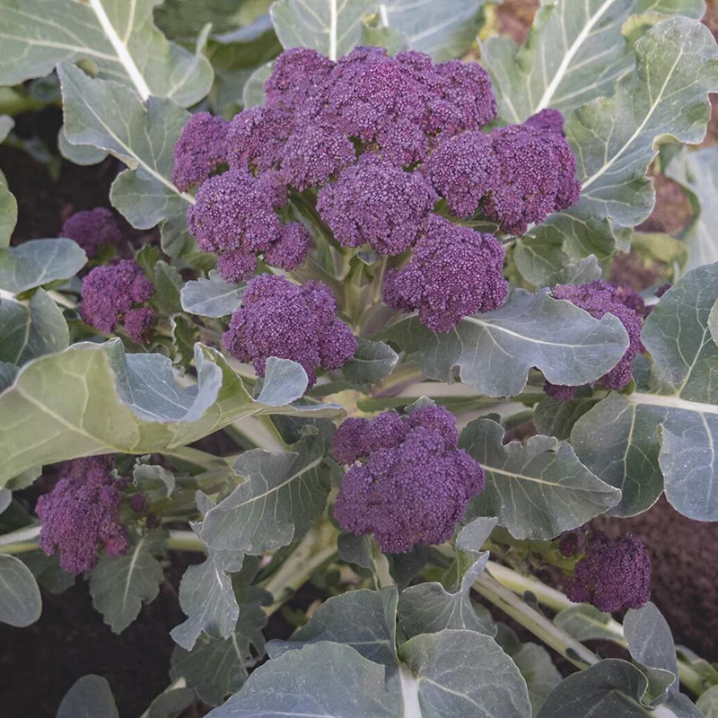 Sprossenbrokkoli - Burgundy F1