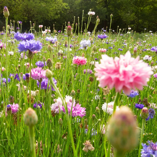 Cornflower: Mixed Colours Organic Seed