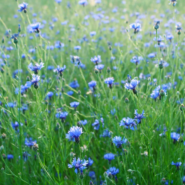 Cornflower: Blue Organic Seed