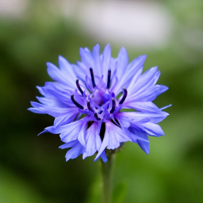 Cornflower: Blue Organic Seed