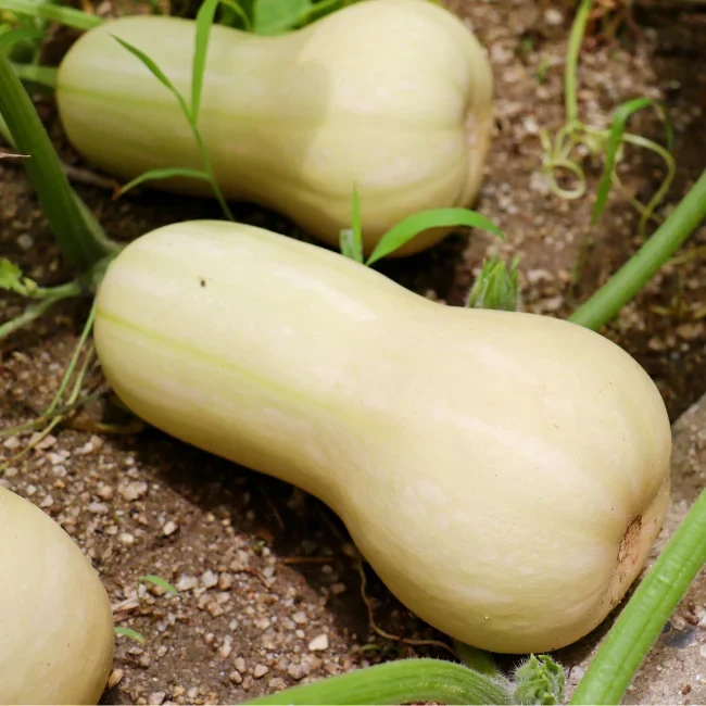 Squash: Butternut Squash Organic Seed