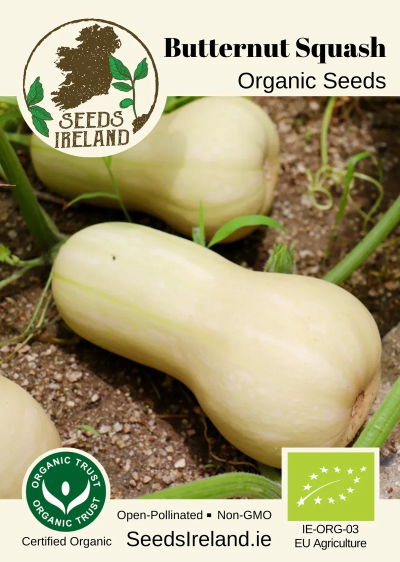 Squash: Butternut Squash Organic Seed