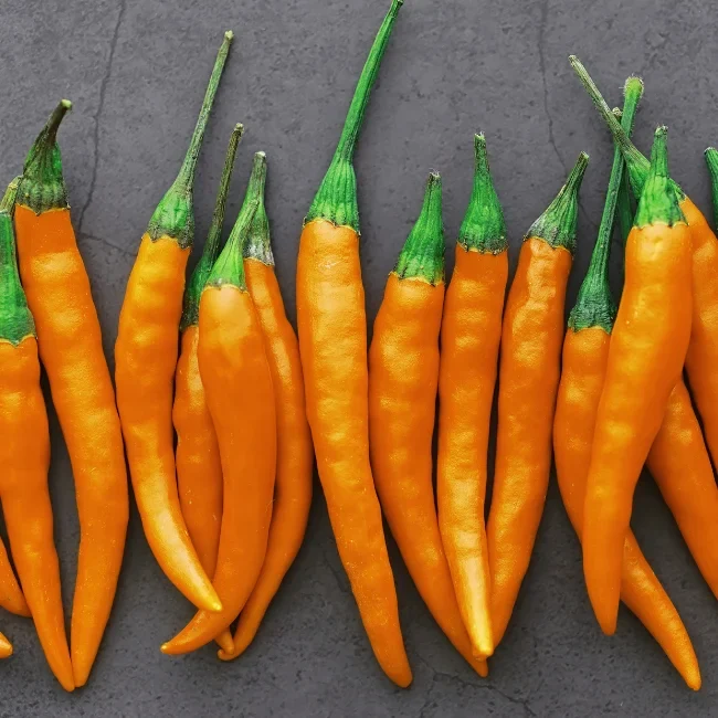 Chilli Pepper: Turuncu Spiral Organic Seed