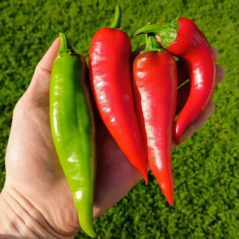 Pepper: Cornetto Organic Seed