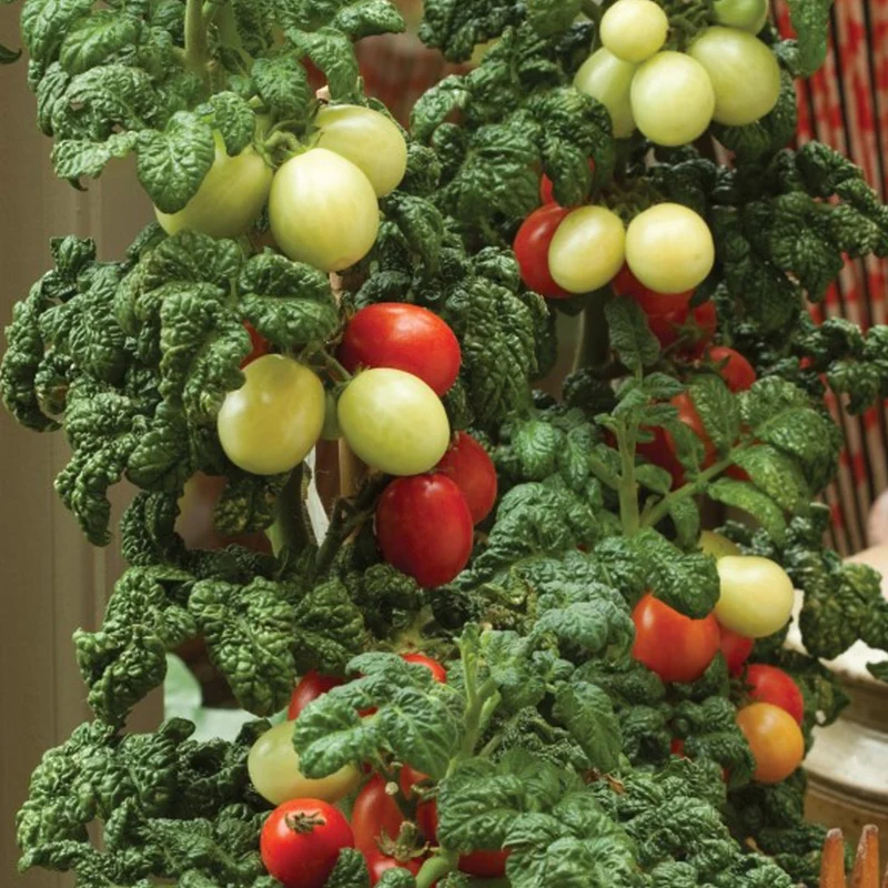 Patio Plum Tomatensamen