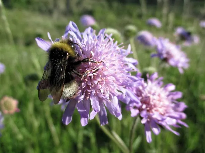 Acker-Witwenblume (Knautia arvensis)