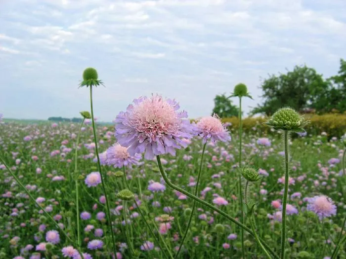 Acker-Witwenblume (Knautia arvensis)