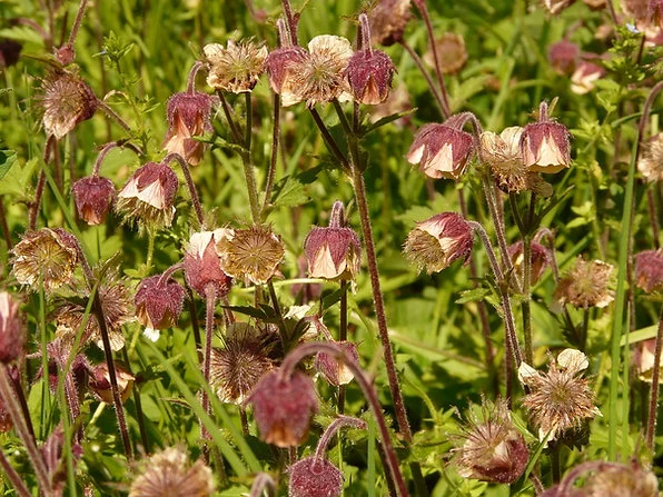 Bach-Nelkenwurz (Geum rivale)