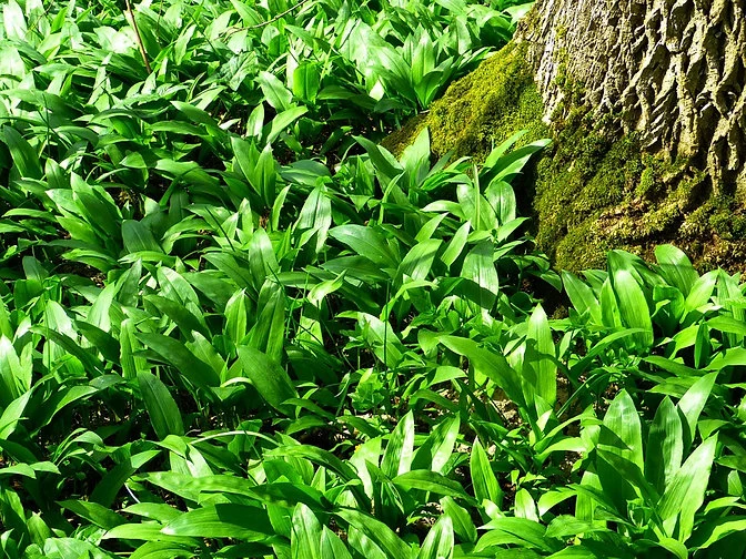 Bärlauch (Allium ursinum)