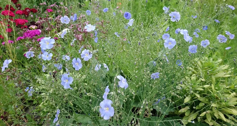Blauer Staudenlein (Linum perenne)