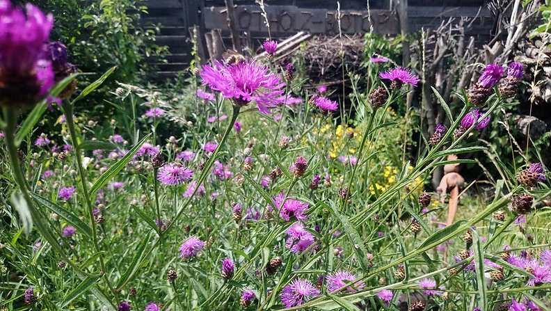 Wiesen-Flockenblume (Centaurea jacea)