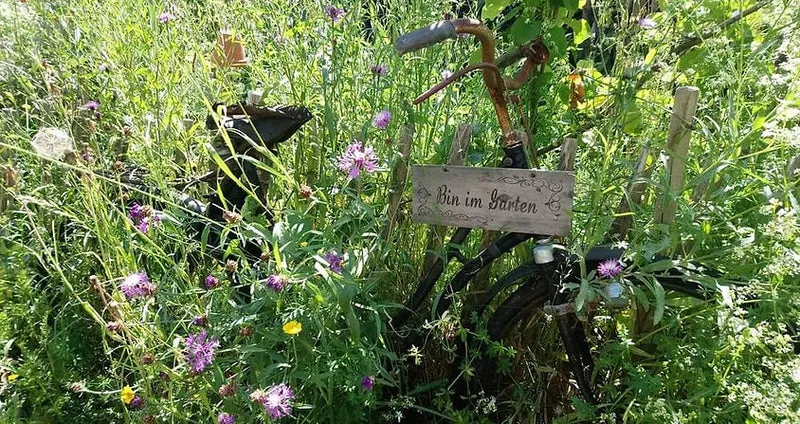 Wiesen-Flockenblume (Centaurea jacea)