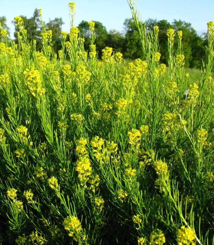 Echtes Barbarakraut (Barbarea vulgaris)