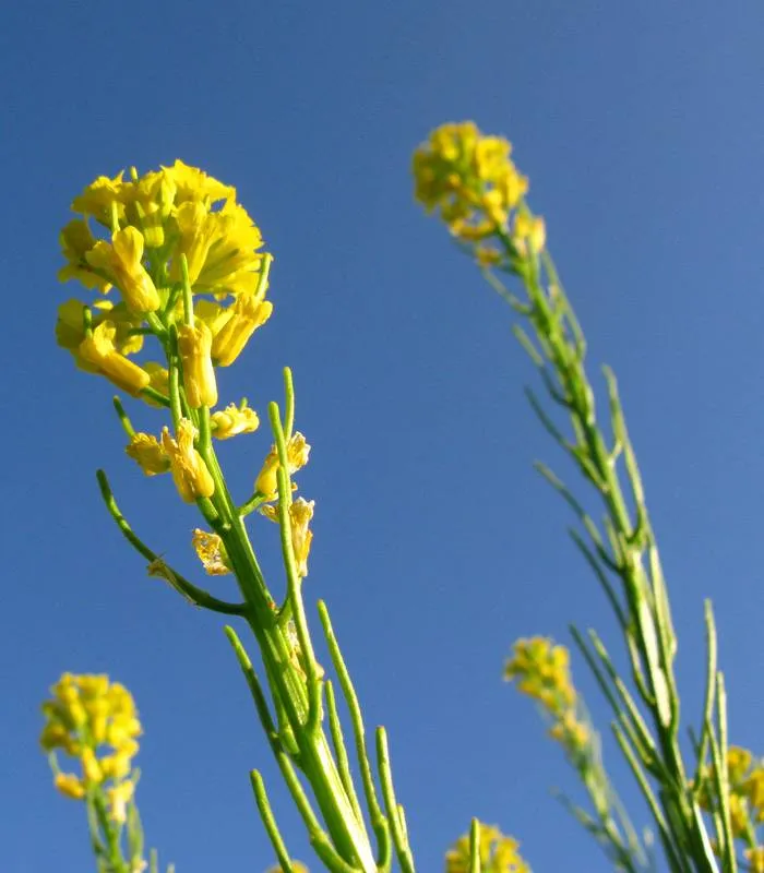 Echtes Barbarakraut (Barbarea vulgaris)