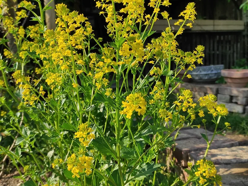 Echtes Barbarakraut (Barbarea vulgaris)