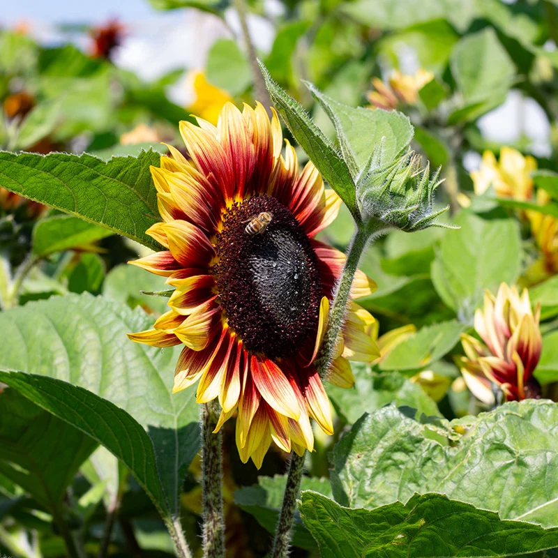 Sonnenblume- Desert Sun F1