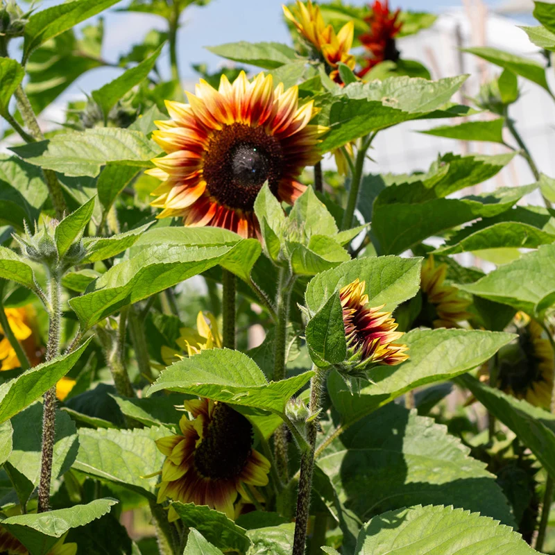 Sonnenblume- Desert Sun F1