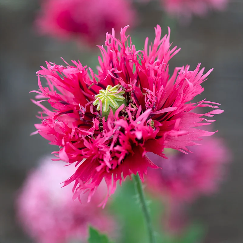 Mohn - Rose Feathers