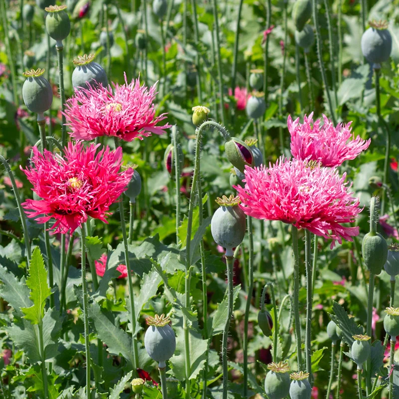 Mohn - Rose Feathers