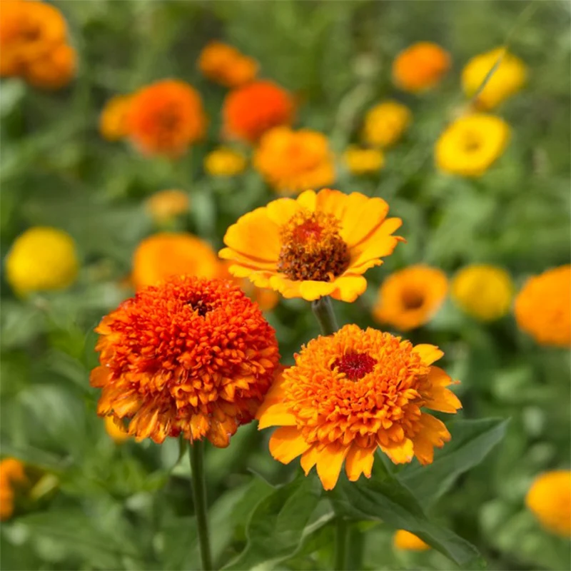Zinnie - Cresto! Orange