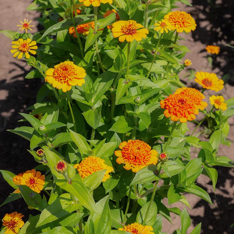 Zinnie - Cresto! Orange