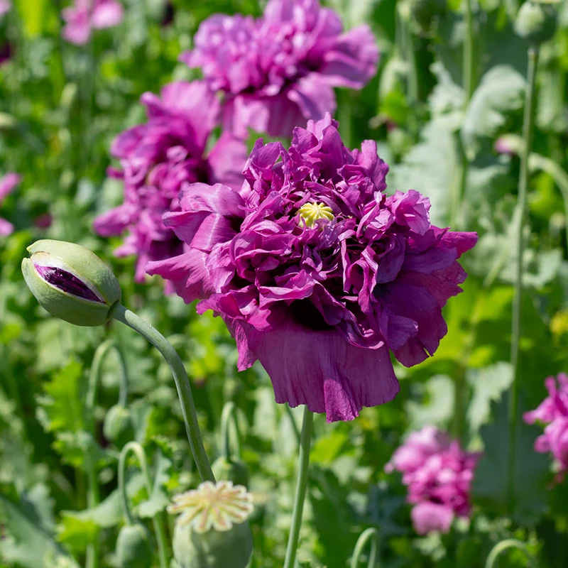 Mohn - Purple Peony