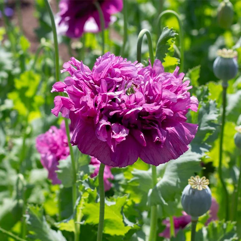 Mohn - Purple Peony