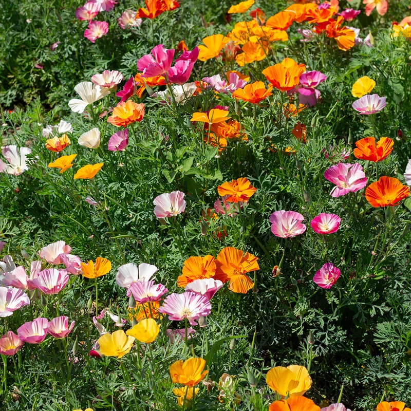 Kalifornischer Mohn - XL Jelly Beans