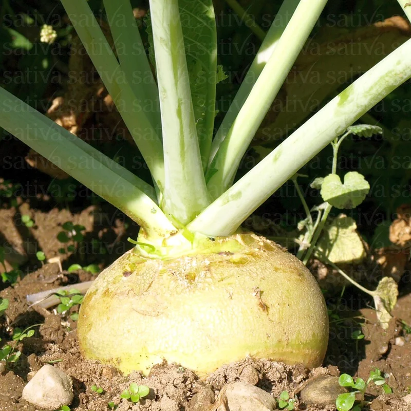 BIO Saatgut Kohlrübe Wilhelmsburger