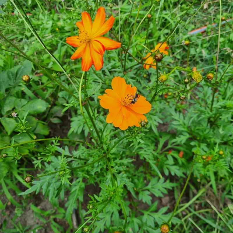 BIO Saatgut Cosmea orange
