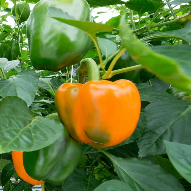 Pepper: Cubo Orange Organic Seed