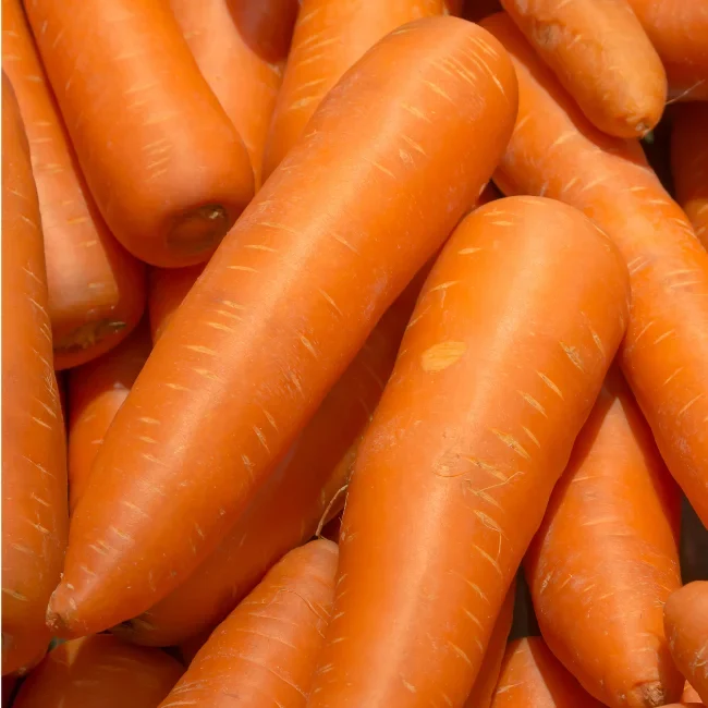 Carrot: Autumn King 2 Organic Seed