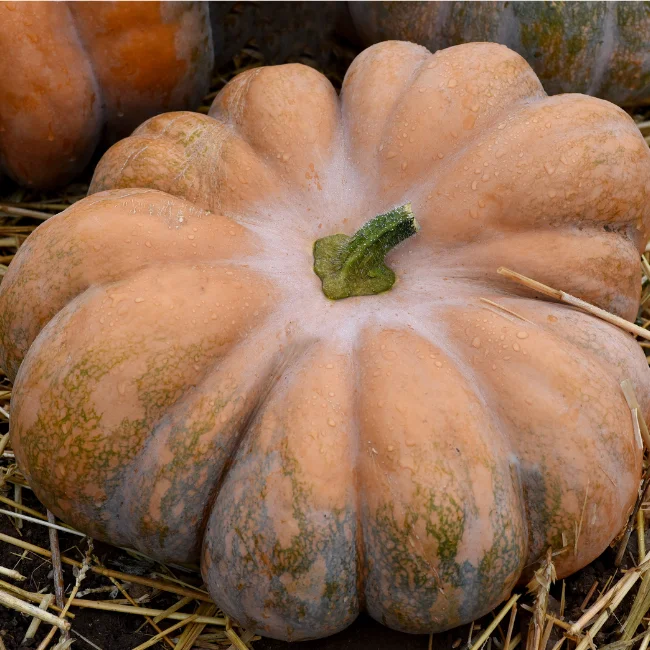 Squash: Musquee de Provence Organic Seed
