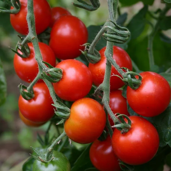 Cherry Tomato: Sugar Grape Organic Seed