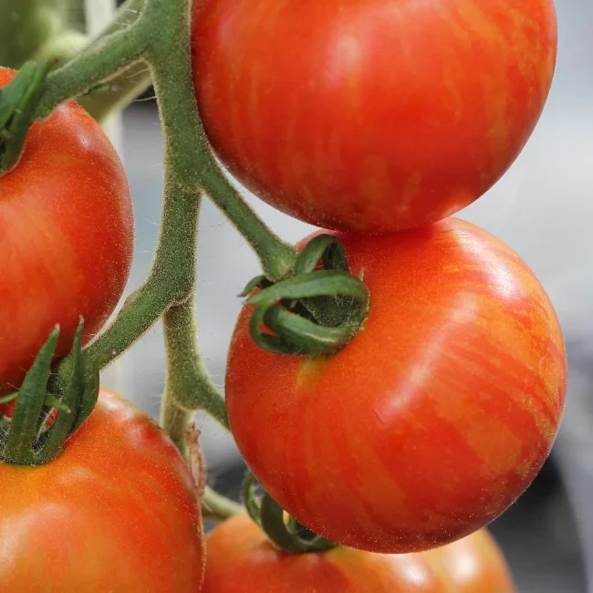 Tomato: Tigerella Organic Seed