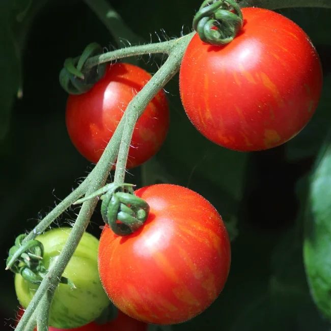 Tomato: Tigerella Organic Seed