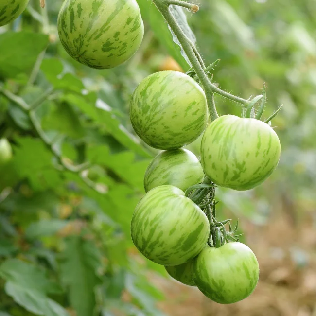 Tomato: Green Zebra Organic Seed
