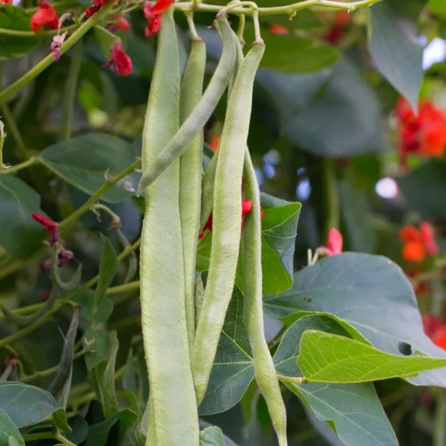 Runner Bean: Lady Di Organic Seed