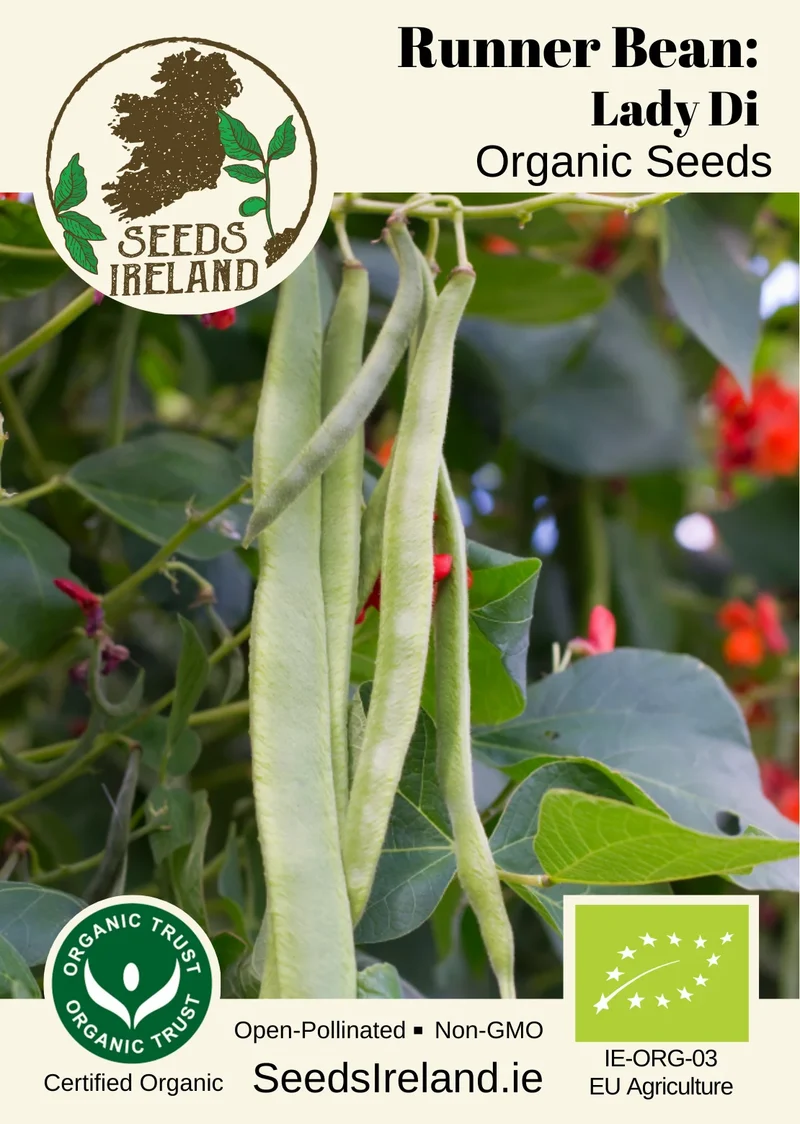 Runner Bean: Lady Di Organic Seed