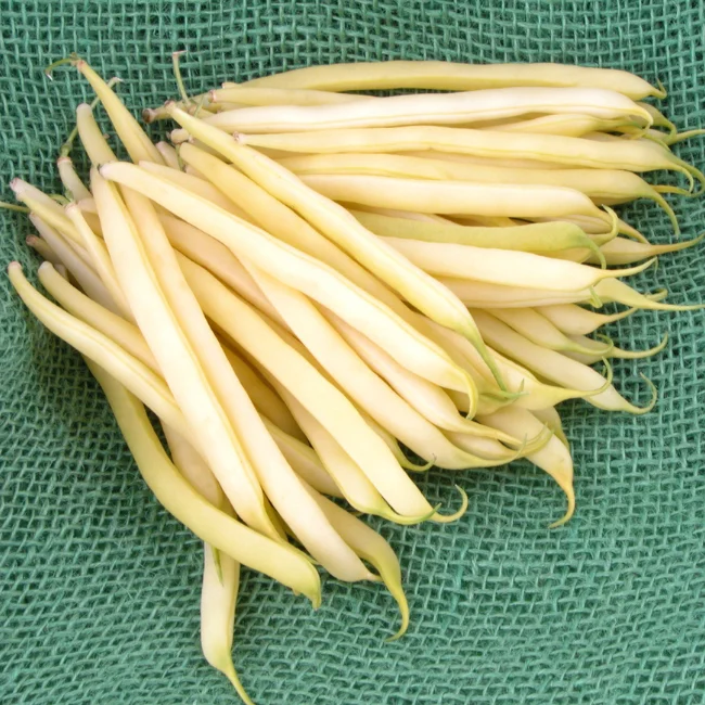 Dwarf French Bean: Dior Organic Seed