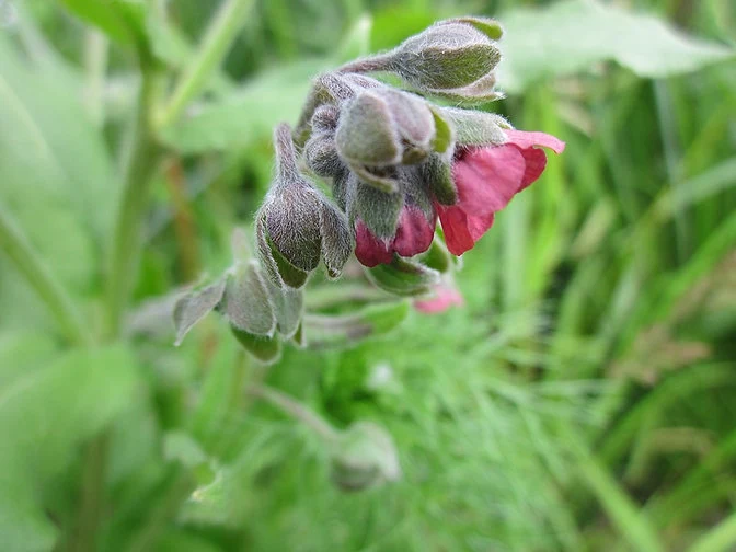 Echte Hundszunge (Cynoglossum officinale)