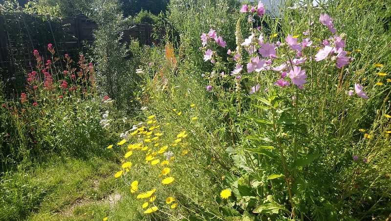Färberkamille (Athemis tinctoria)