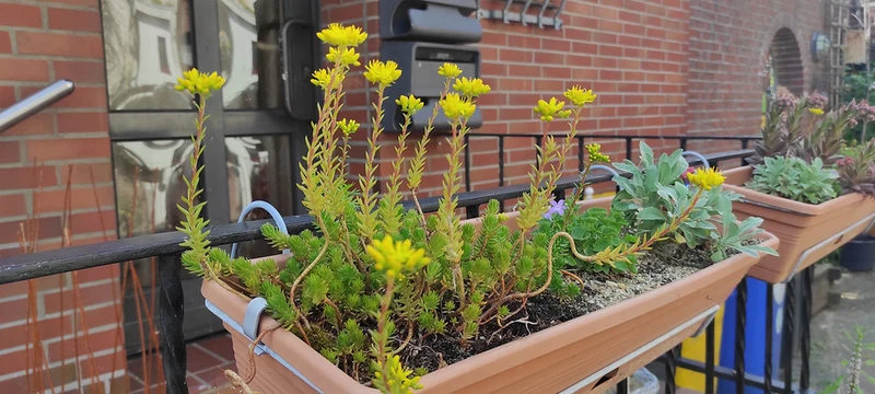 Felsen-Fetthenne, Tripmadam (Sedum reflexum/rupestre)