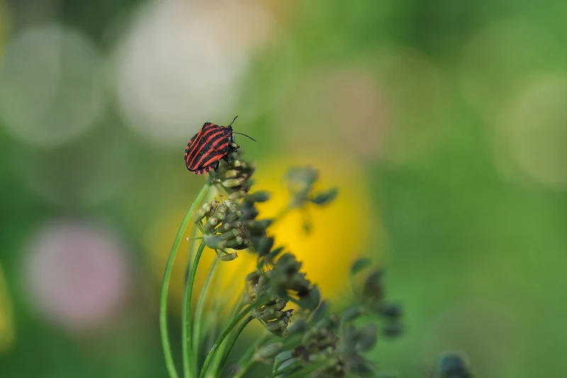 Fenchel (Foeniculum vulgare)