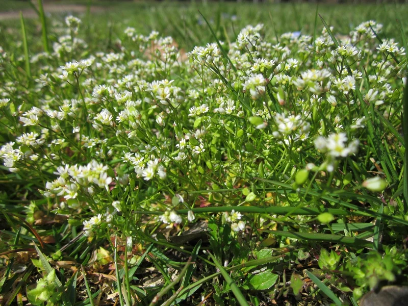 Frühlings-Hungerblümchen (Draba verna)