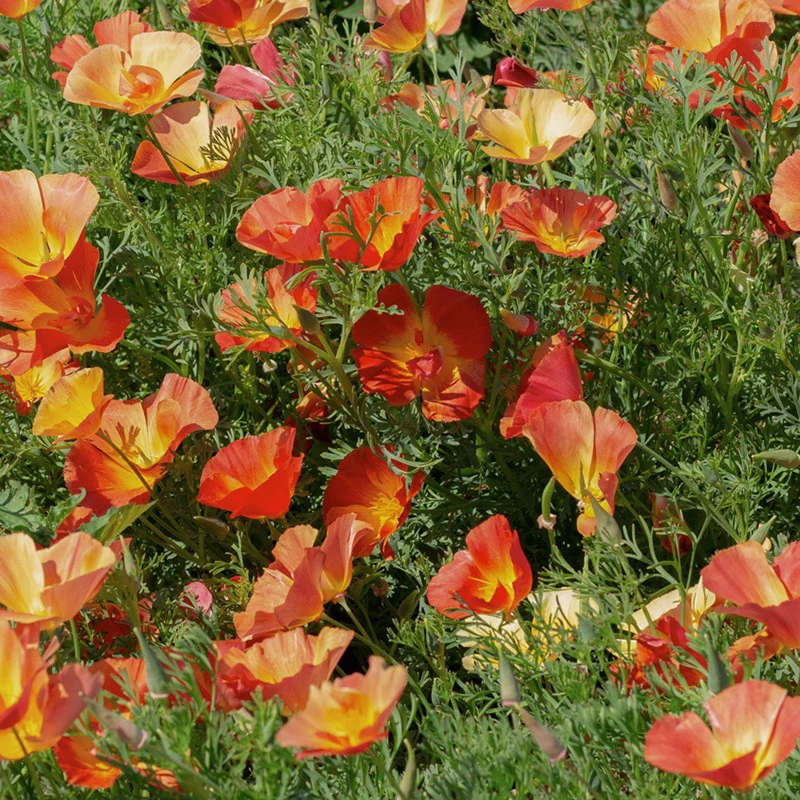 Kalifornischer Mohn - Thai Silk Strawberry
